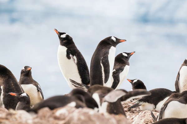 Préparer voyage en antarctique: conseils et astuces indispensables