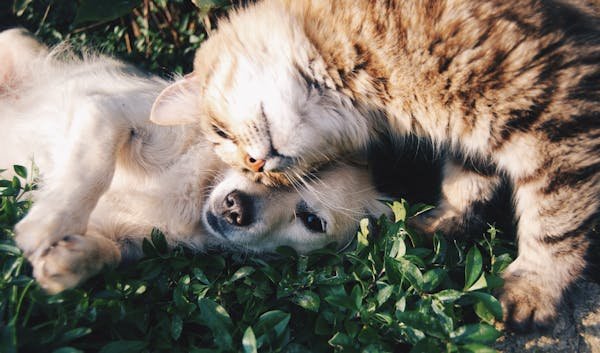 Les secrets pour mieux comprendre votre chien et votre chat